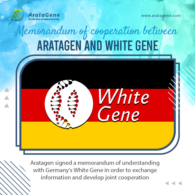 Memorandum of cooperation between Aratagen and White Gene